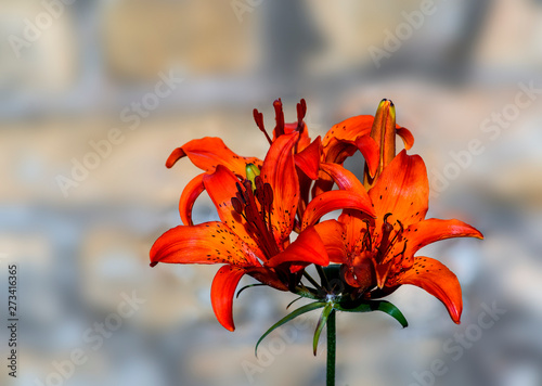 Red lily in summer floral garden, Europe