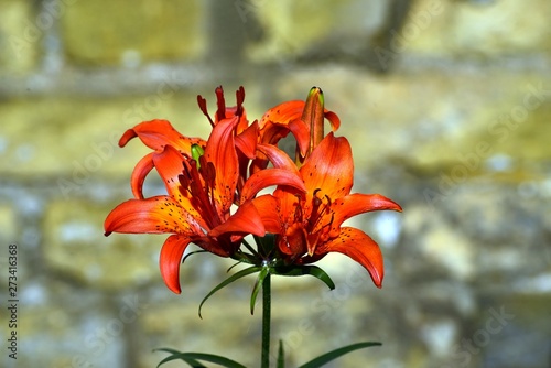 Red lily in summer floral garden, Europe