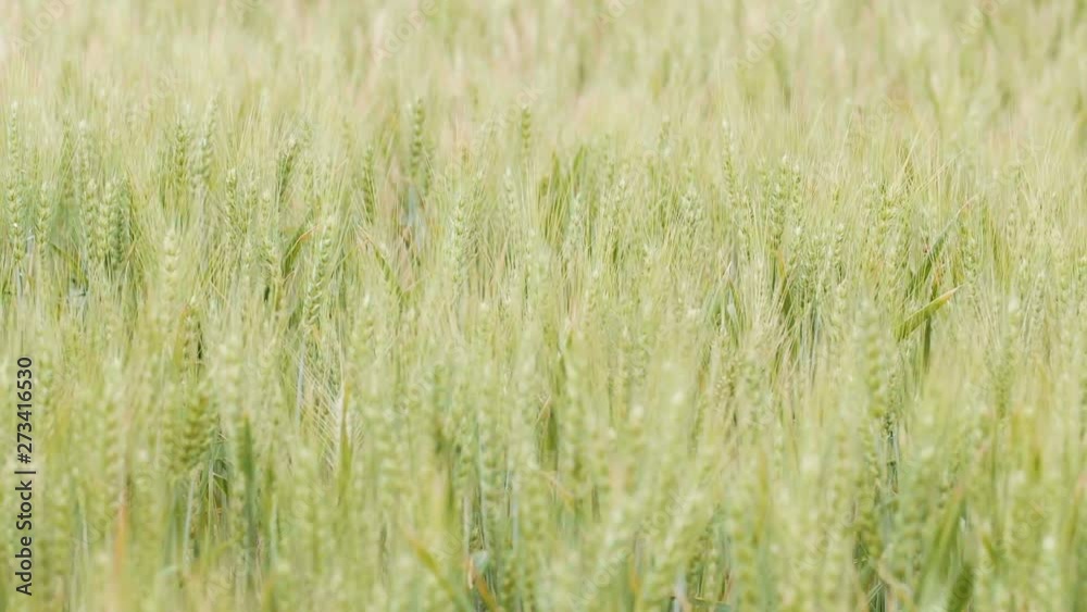 field of spikelets moving from the wind, the concept of beauty nature, agricultural grain crops, barley and wheat harvest for food industry field of spikelets moving from the wind, the concept of beauty nature, agricultural grain crops, barley and wheat harvest for food industry