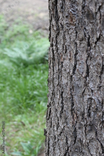 Fototapeta Naklejka Na Ścianę i Meble -  Las piekne okazałe drzewo