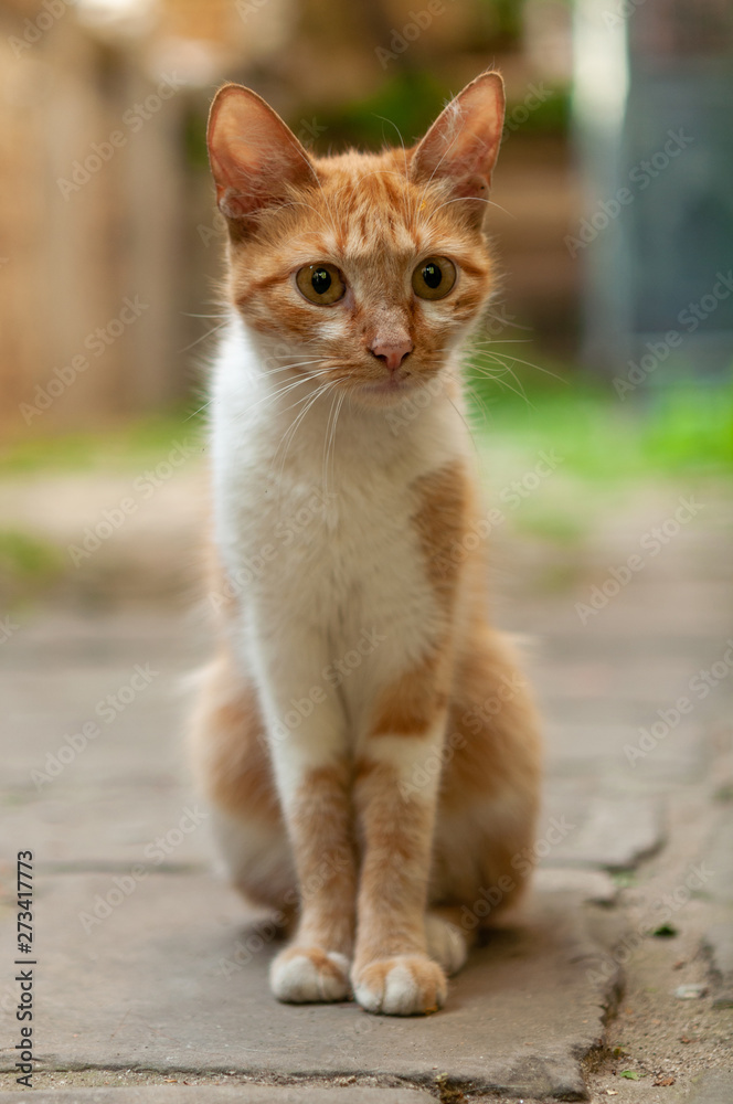 cat portrait in the street