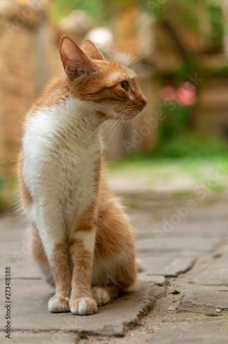 cat portrait in the street