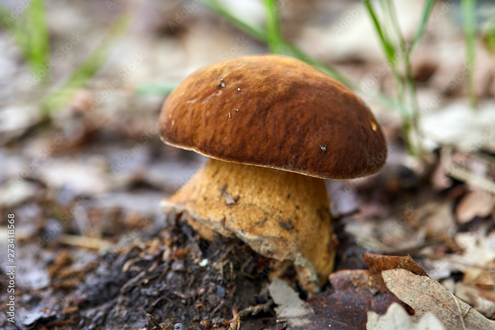 Bolete in the forest after rain Bolete in the forest after rain