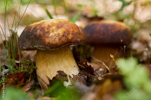 Bolete in the forest after rain