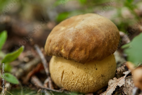 Bolete in the forest after rain