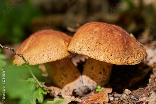 Bolete in the forest after rain