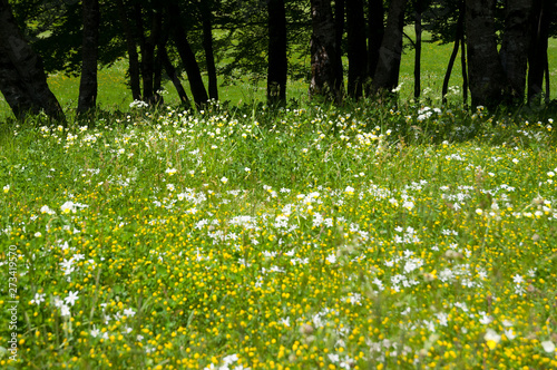 Fototapeta Naklejka Na Ścianę i Meble -  Nature and meadow, grass and flowers