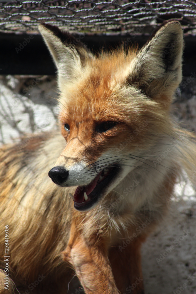 Fototapeta premium portrait of red fox