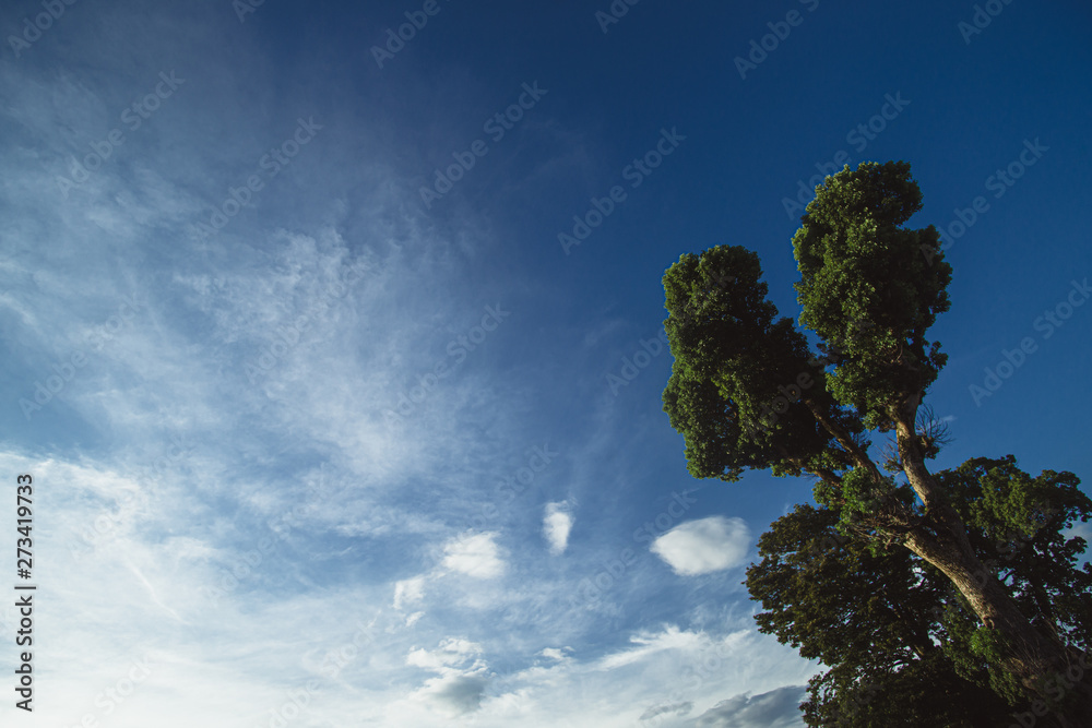 Obraz premium Sunny blue sky with clouds and big tree