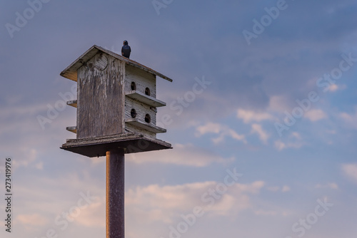 Birds perched on a wooden birdhouse with blue sky and clouds in the background