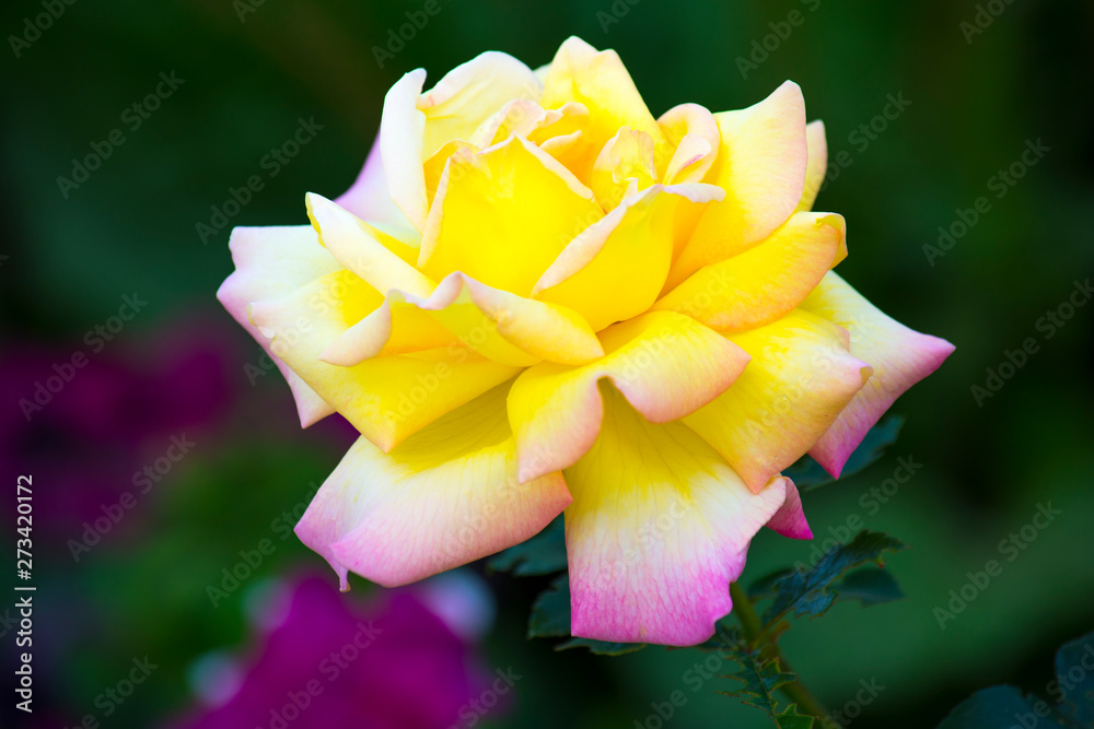 Yellow Rose Flower on Black Background Yellow Rose Flower on Black Background