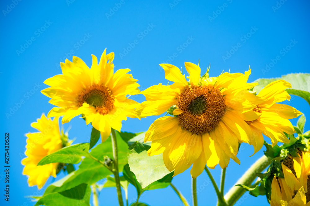 sunny sunflowers, colorful rural summer background sunny sunflowers, colorful rural summer background