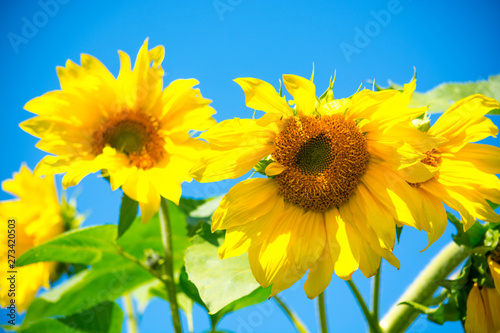 sunny sunflowers  colorful rural summer background