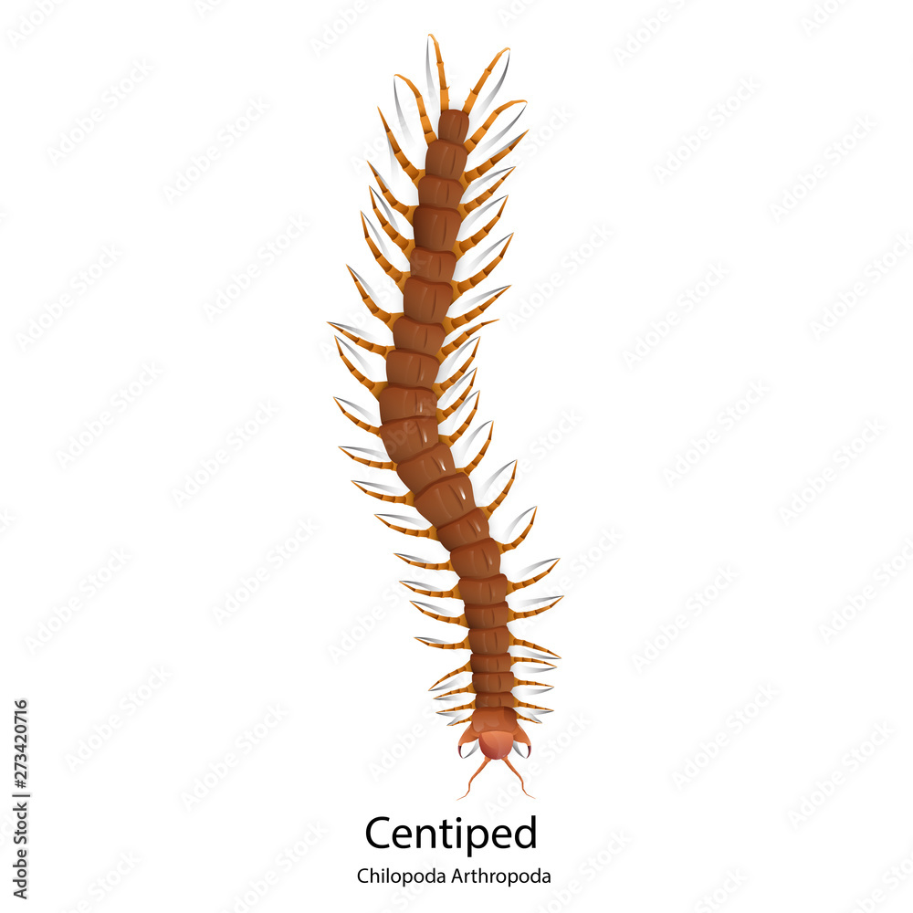 Centipede vector on white background isolated. Centipede vector on white background isolated.