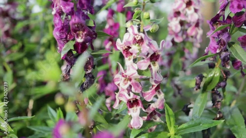 Beautiful blooming angelonia goyazensis benth in the park, vivid pink angelonia goyazensis benth, Angelonia Serana Lavender photo