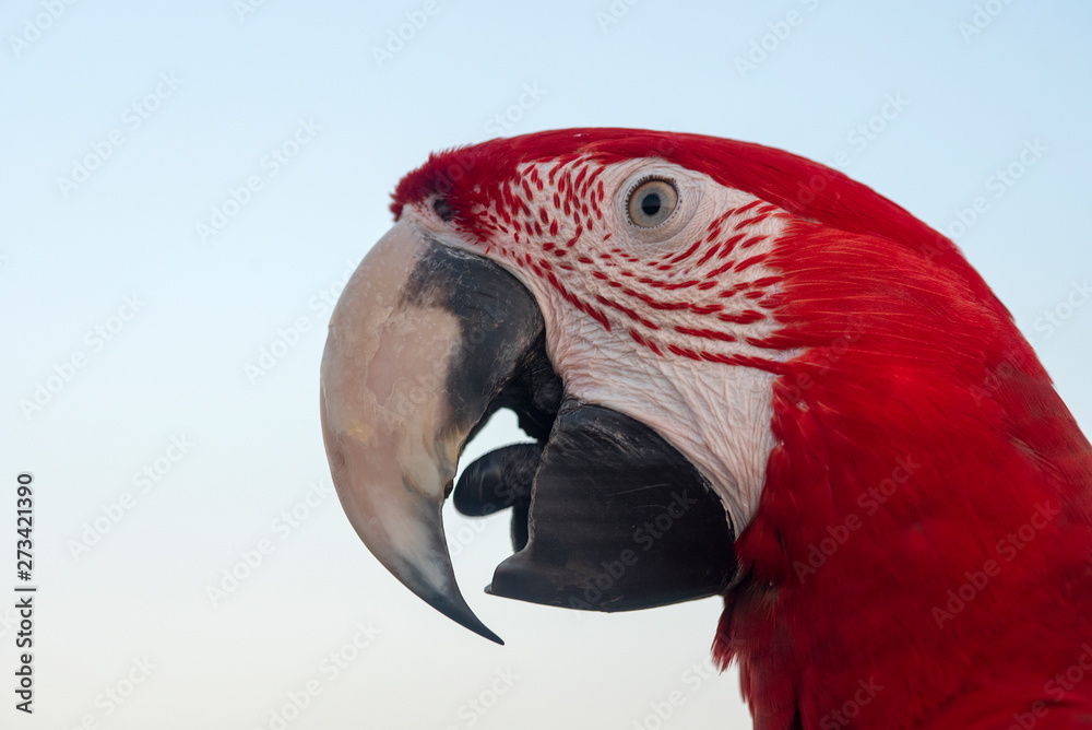 Fototapeta premium Closeup green winged macaw on blue background