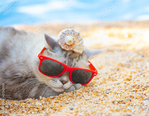 Cat wearing sunglasses with the shell on a head lying on the beach