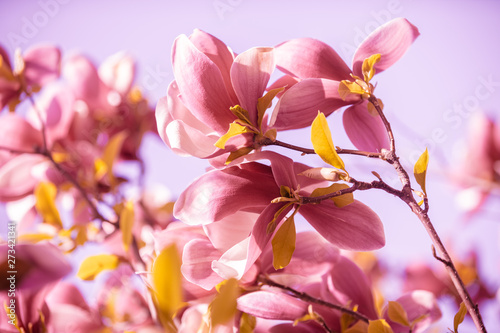 Blooming magnolia flowers. Spring. Natural vintage flowers background