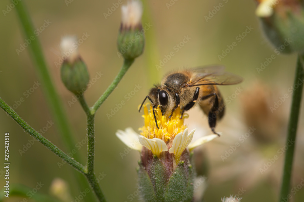 Honey Bee swarming on the wind flower. Beautiful nature. Honey Bee swarming on the wind flower. Beautiful nature.