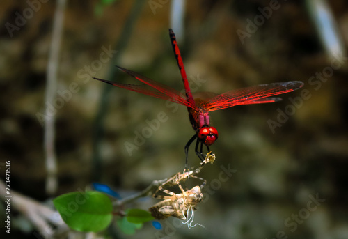 Dragonflies on sticks by waters edges, flying above the water