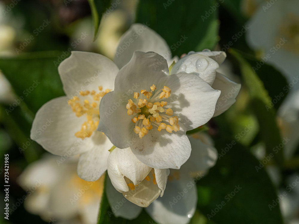 Jasmine Jasmine