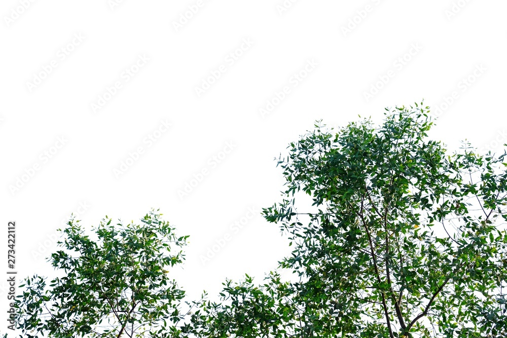 Tropical tree leaves with sunlight on white isolated background for green foliage backdrop 