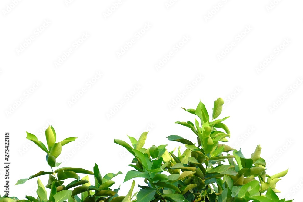 Tropical tree leaves with sunlight on white isolated background for green foliage backdrop Tropical tree leaves with sunlight on white isolated background for green foliage backdrop