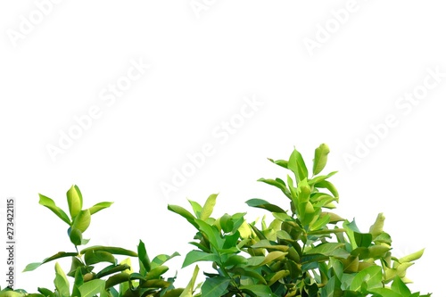Tropical tree leaves with sunlight on white isolated background for green foliage backdrop 