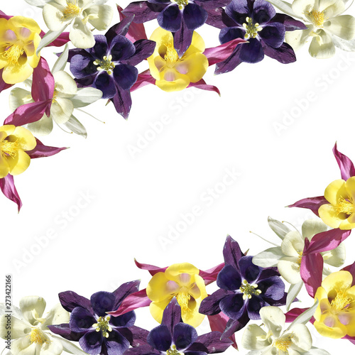 Beautiful floral background of white  purple and crimson Aquilegia. Isolated