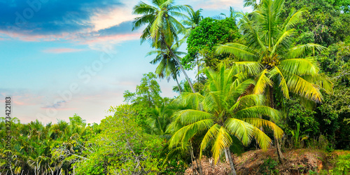 Tropical palms and beautiful sunrise . Wide photo.