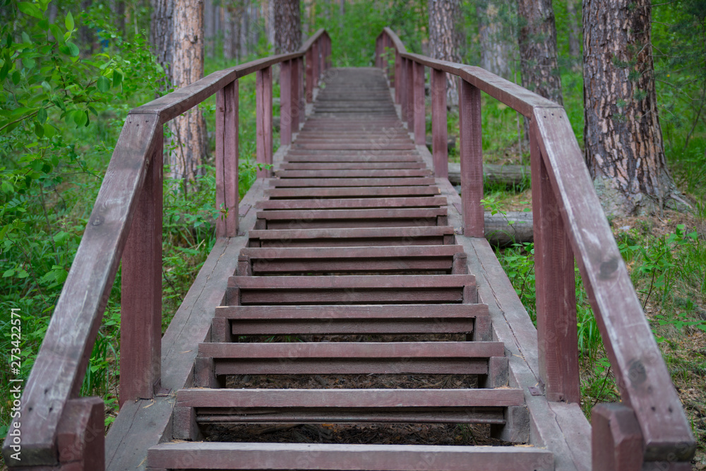 Wooden staircase in the forest
