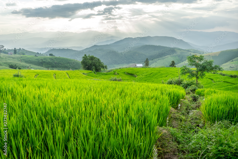 Obraz premium Rice field near mountain in Chiang Mai, Thailand and dramatic dark sky before the rain.