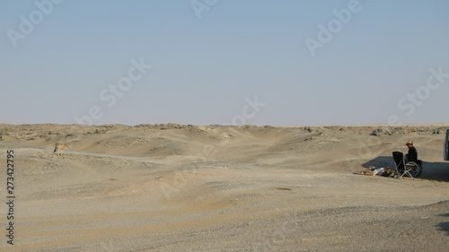 Black jackal in desert rocks and dunes