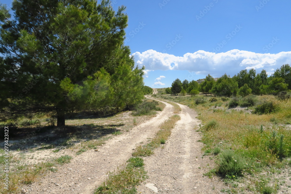 Chemin de terre courbe dans la campagne avec pins.