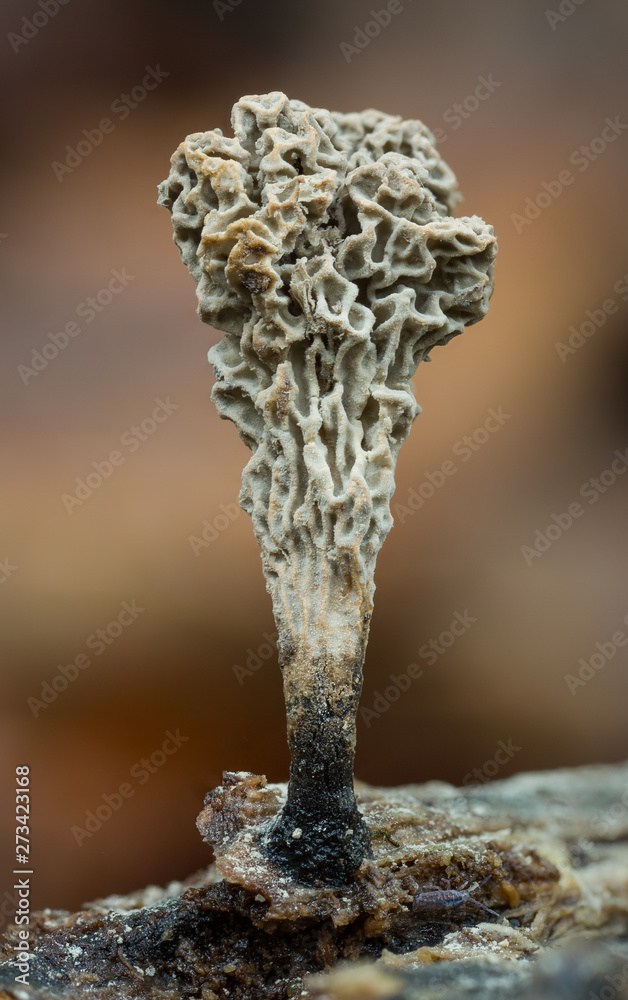 Xylaria anamorph fungus in Andean cloud forest in Ecuador