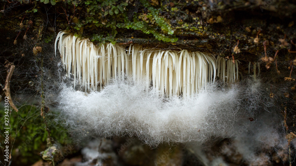 Hyperparasite Example Deflexula fungus with hyperparasite in Andean cloud forest in Bolivia ...