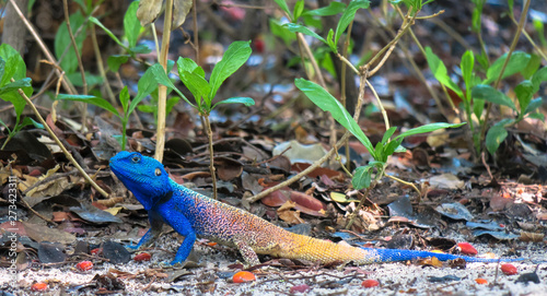 Brightly colored gecko with a blue head and yellow tail sitting on the sand with green leafs 