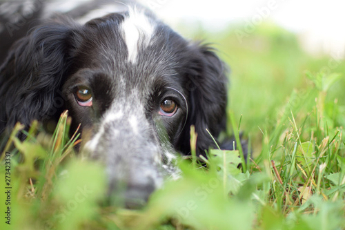 Young russian spaniel black and white lying on green grass in summer day. Puppy of hunting dog.