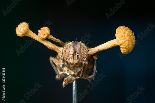 zombie fungus Ophiocordyceps dipterigena on fly in Andean cloud forest in Bolivia photo