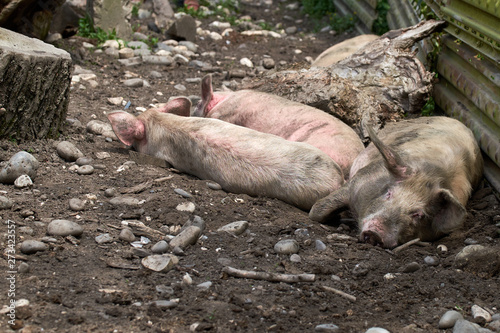 Pigs relax in the picturesque mountain areas of Svaneti in Georgia.