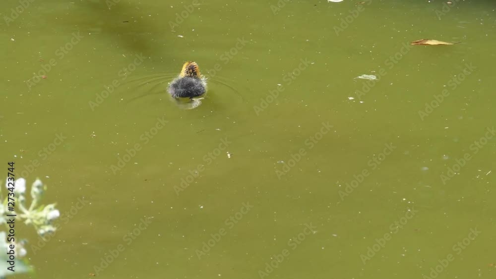 A chick swimming away on a lake. A chick swimming away on a lake.