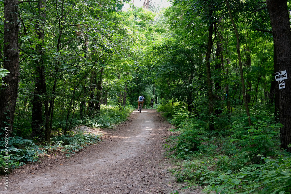 Fototapeta premium Cyclist rides bicycle in the deciduous forest. Rear view.