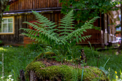 Fern leaves on the mossy stump