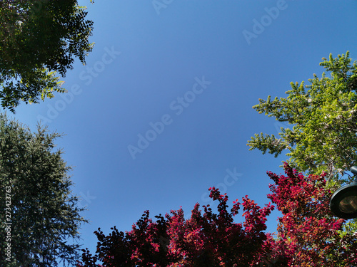 colorful leaves of tress bottom view around the sky