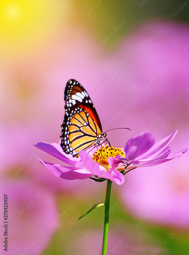 butterfly on pink cosmos flower .Close up of butterfly on pink cosmos flower with pink blurred background butterfly on pink cosmos flower .Close up of butterfly on pink cosmos flower with pink blurred background