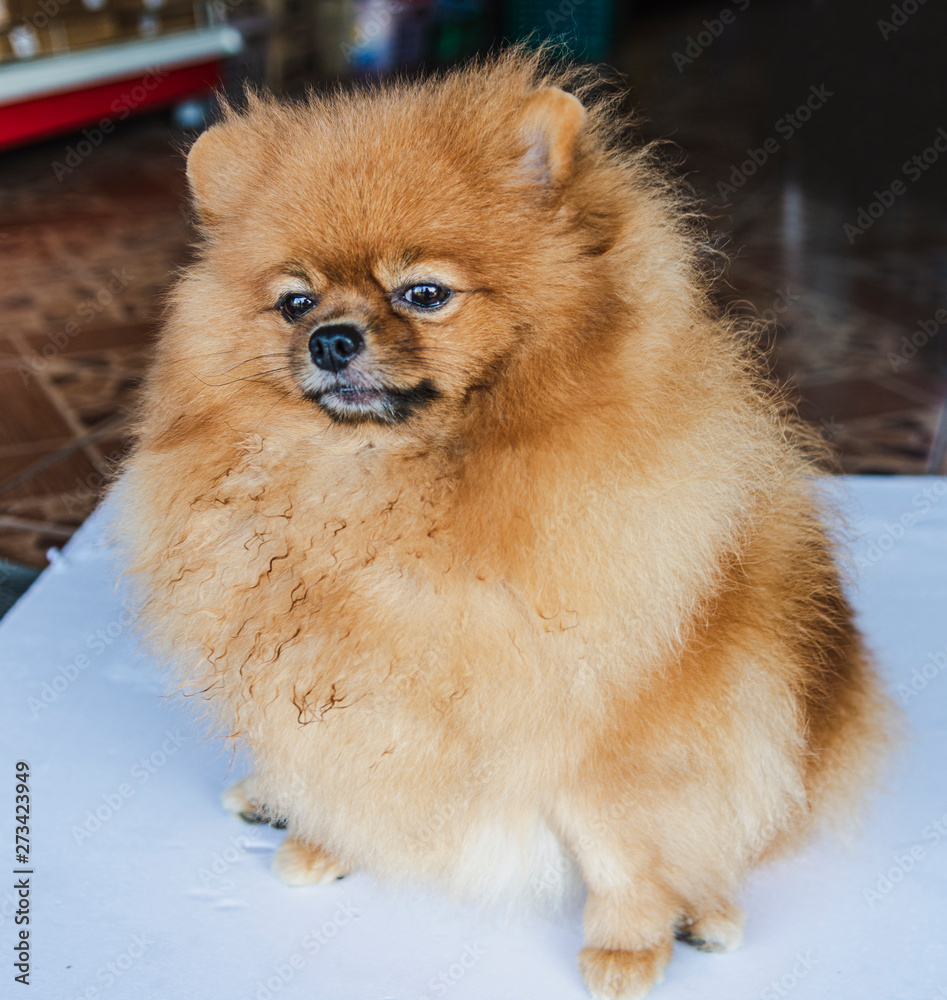 The dog at Phatthalung Thailand.