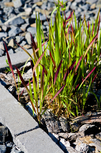 Decorative brown and green grass