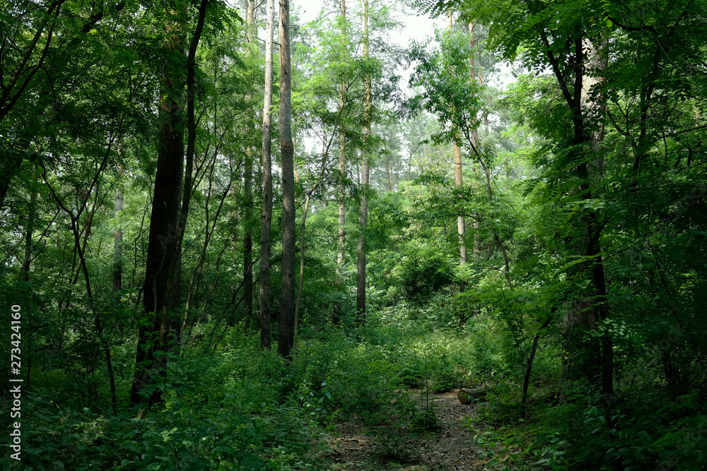 Summer landscape, deciduous trees and pines. Daylight sunlight breaks through the foliage.