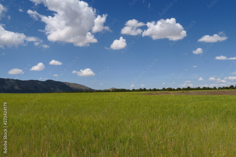 Fototapeta premium paysage avec champ de blé vert, colline, ciel bleu et nuages blancs.