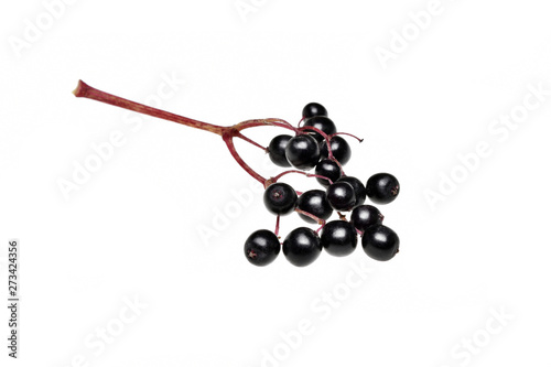 Fresh black elderberry  fruit isolated